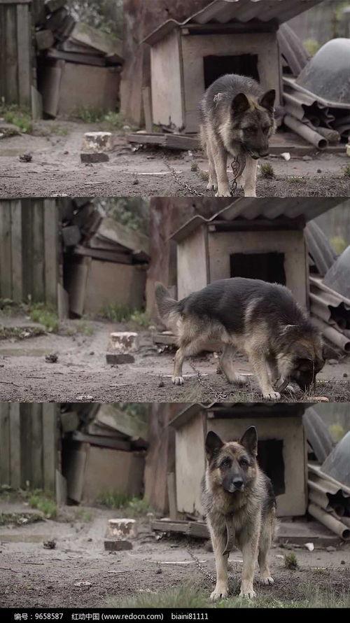 狼狗最新爆料视频播放,独家内幕大公开! 第3张 狼狗最新爆料视频播放,独家内幕大公开! 第3张